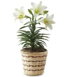 Blooming Easter Lily $39.99