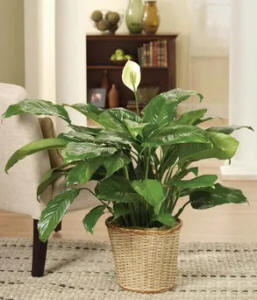 Peace Lily 49.99
